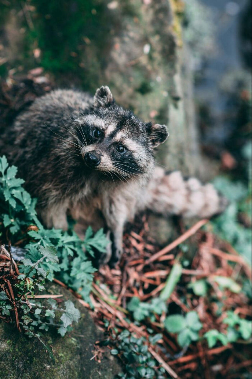 People Share Interesting Wildlife Facts That Not A Lot Of People Know, Here Are The 10 Best Ones