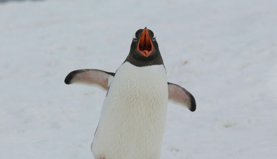 People Share Interesting Wildlife Facts That Not A Lot Of People Know, Here Are The 10 Best Ones