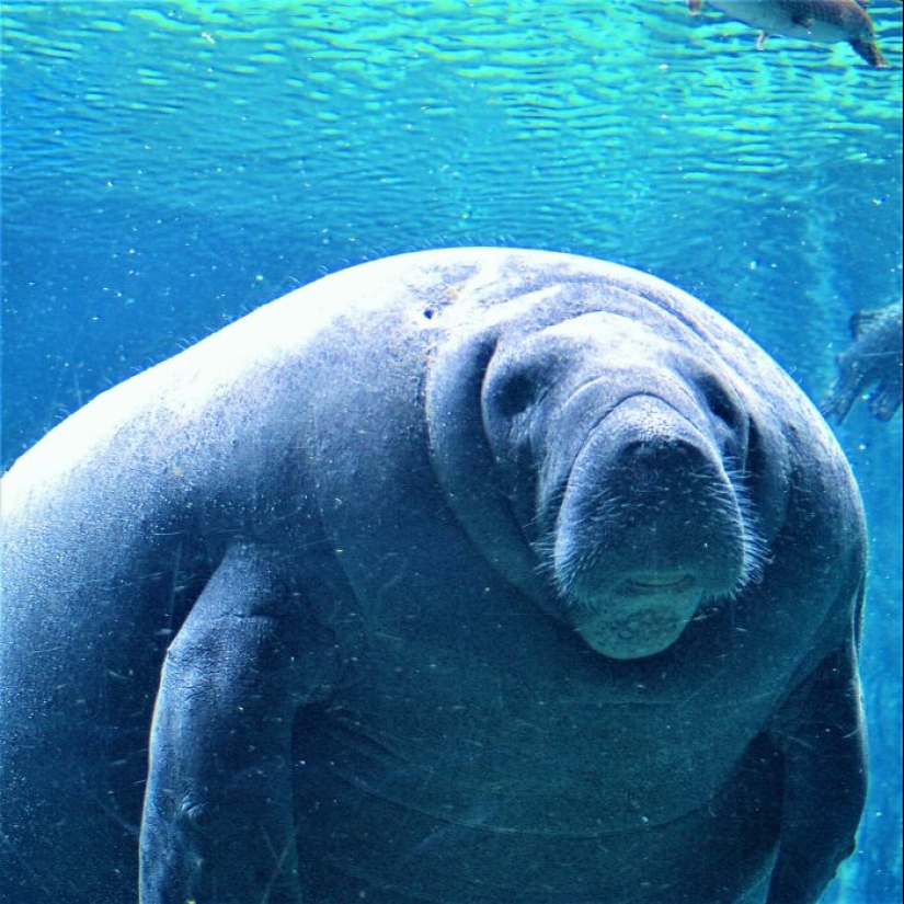 People Share Interesting Wildlife Facts That Not A Lot Of People Know, Here Are The 10 Best Ones