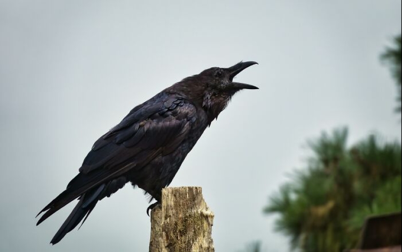 People Share Interesting Wildlife Facts That Not A Lot Of People Know, Here Are The 10 Best Ones