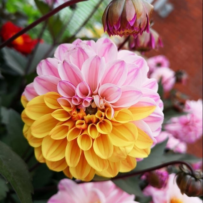 Perfecto hasta el punto de indignación: 25 fotos que harán las delicias de los perfeccionistas