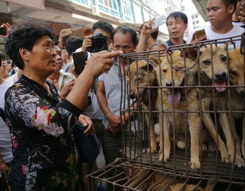 Perros Nureong: no son amigos para un coreano, sino solo comida Perros Nureong: no son amigos para un coreano, sino solo comida