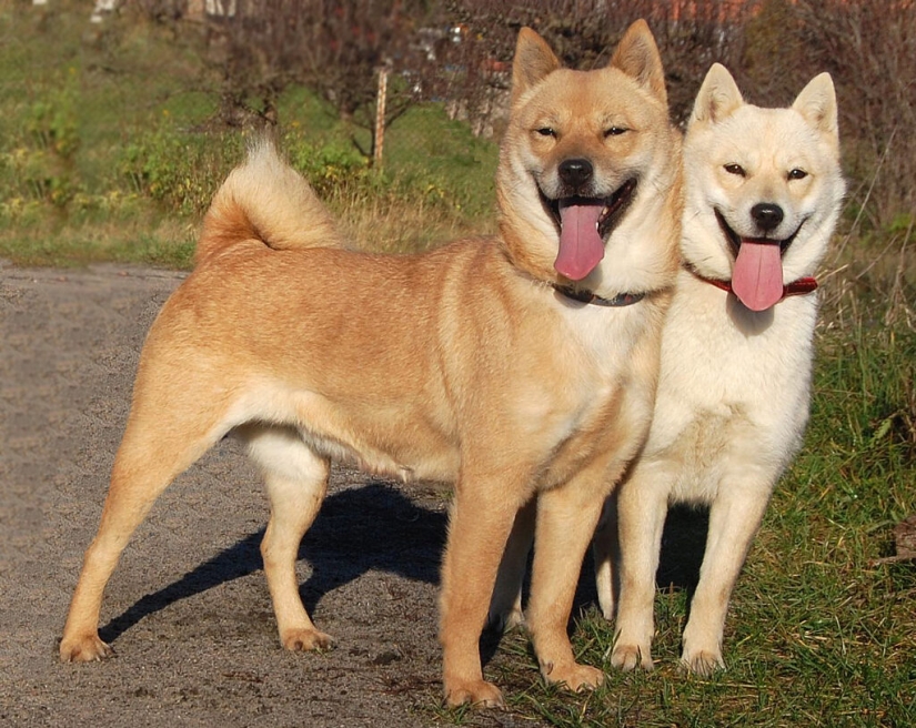 Perros Nureong: no son amigos para un coreano, sino solo comida Perros Nureong: no son amigos para un coreano, sino solo comida