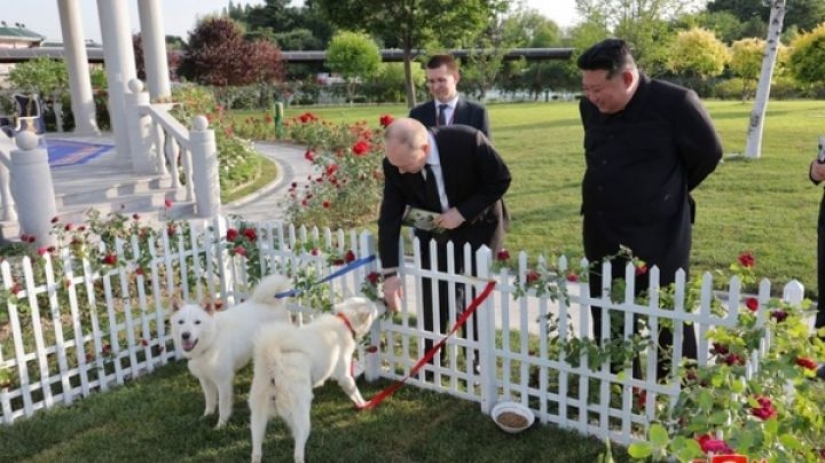 Perros Nureong: no son amigos para un coreano, sino solo comida Perros Nureong: no son amigos para un coreano, sino solo comida