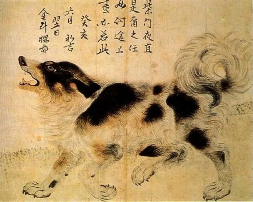 Perros Nureong: no son amigos para un coreano, sino solo comida Perros Nureong: no son amigos para un coreano, sino solo comida