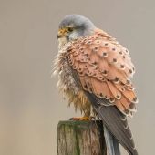 Photographer Captured 15 Shots Showcasing The Elegance Of Birds Photographer Captured 15 Shots Showcasing The Elegance Of Birds