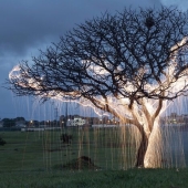 Photographer Captured 8 Enchanting Pictures Of Trees Filled With Sparkles Of Light Photographer Captured 8 Enchanting Pictures Of Trees Filled With Sparkles Of Light