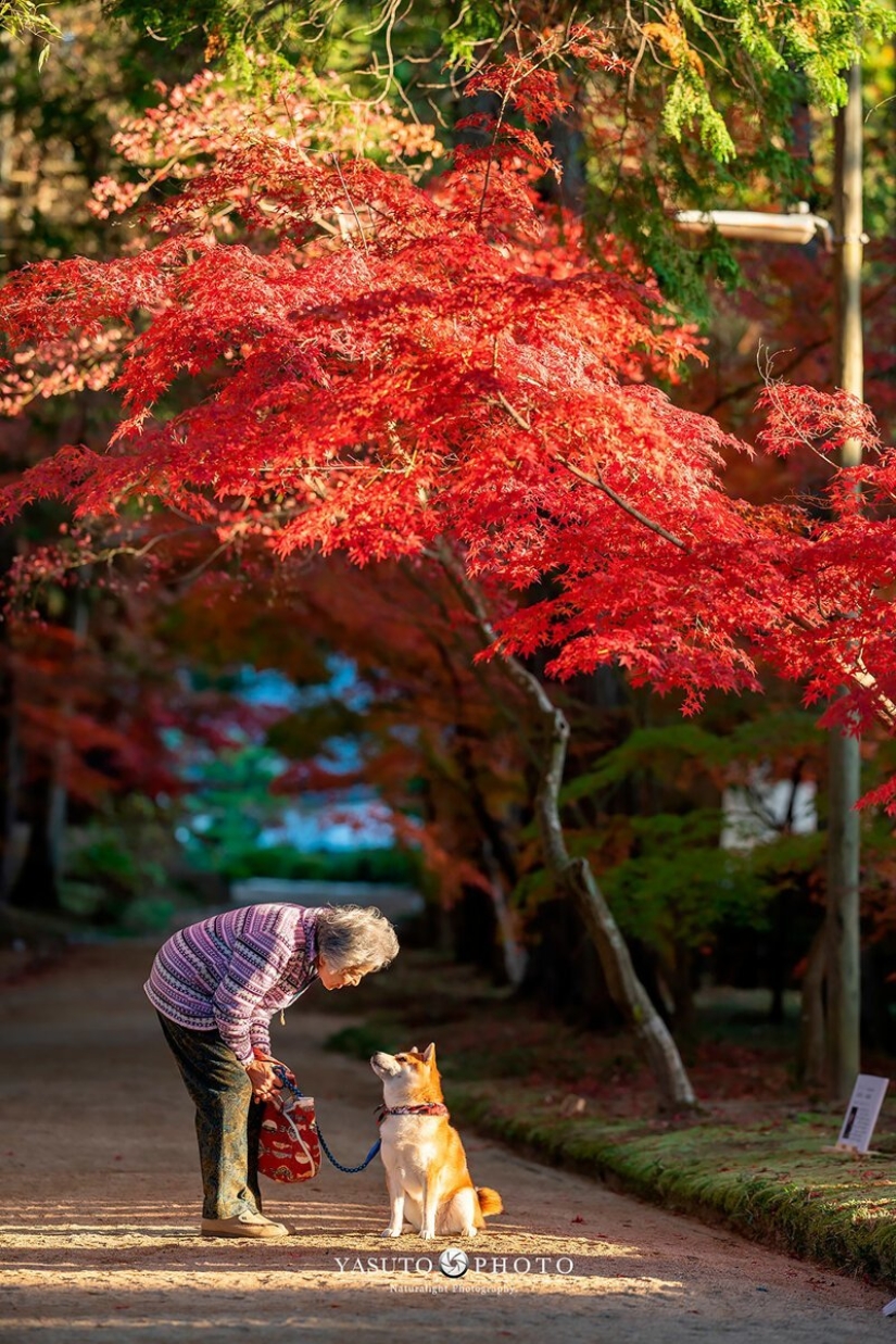 Photographer from Japan makes touching photos of his grandmother and dog Photographer from Japan makes touching photos of his grandmother and dog