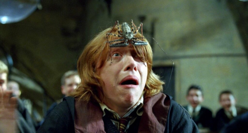 Phryns are harmless heroes of arachnophobes' nightmares Phryns are harmless heroes of arachnophobes' nightmares
