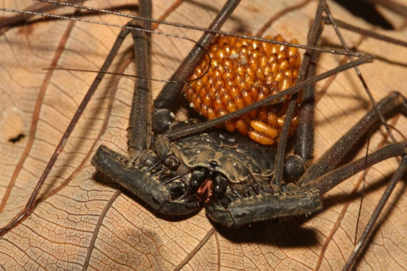 Phryns are harmless heroes of arachnophobes' nightmares Phryns are harmless heroes of arachnophobes' nightmares