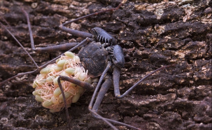 Phryns are harmless heroes of arachnophobes' nightmares Phryns are harmless heroes of arachnophobes' nightmares