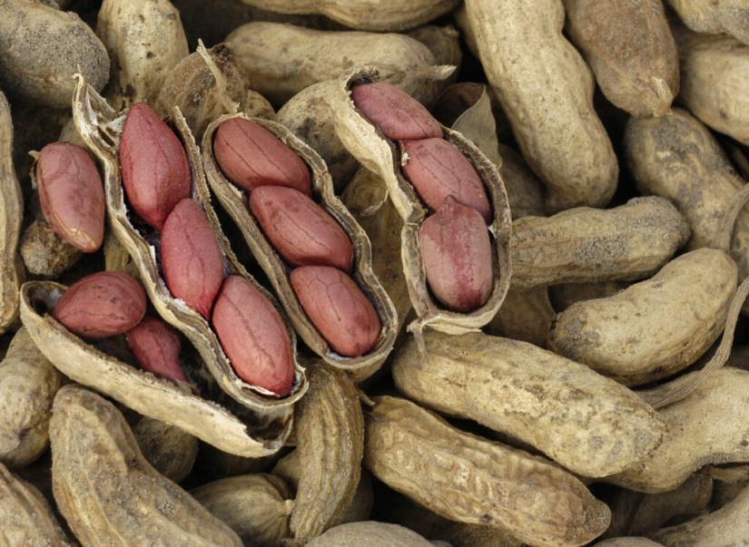 Pistachios, cashews and other "nuts" that aren't really nuts Pistachios, cashews and other "nuts" that aren't really nuts