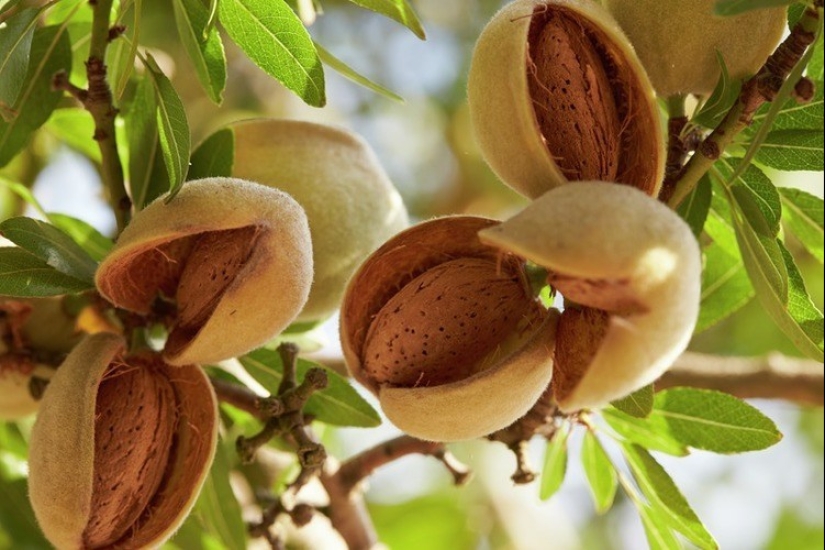 Pistachios, cashews and other "nuts" that aren't really nuts Pistachios, cashews and other "nuts" that aren't really nuts