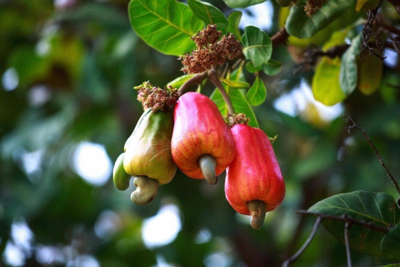 Pistachios, cashews and other "nuts" that aren't really nuts Pistachios, cashews and other "nuts" that aren't really nuts