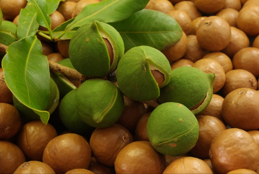Pistachios, cashews and other "nuts" that aren't really nuts Pistachios, cashews and other "nuts" that aren't really nuts