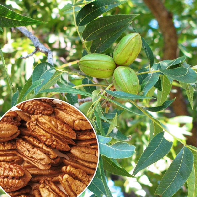 Pistachios, cashews and other "nuts" that aren't really nuts Pistachios, cashews and other "nuts" that aren't really nuts