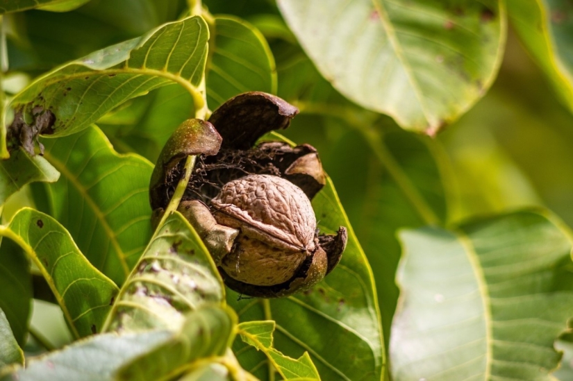 Pistachos, anacardos y otros "frutos secos" que en realidad no son frutos secos Pistachos, anacardos y otros "frutos secos" que en realidad no son frutos secos