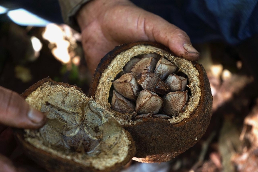 Pistachos, anacardos y otros "frutos secos" que en realidad no son frutos secos Pistachos, anacardos y otros "frutos secos" que en realidad no son frutos secos