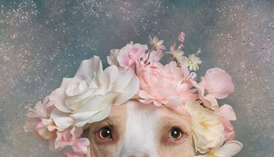 “Pit Bull Flower Power”: 10 Photos Encouraging Adoption Of Misunderstood Breed By This Artist