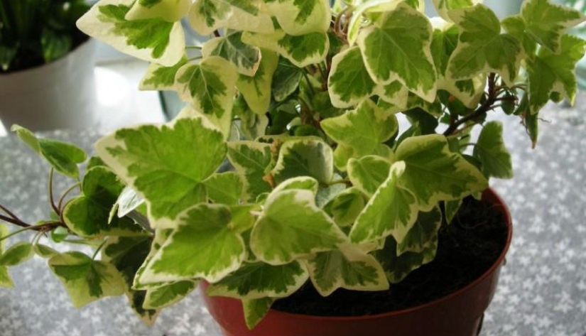 Plantas de interior que purifican el aire