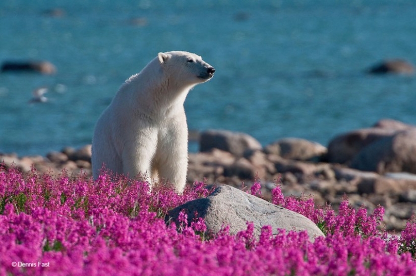 Polar bears are not in snow, but in flowers: you have not seen this yet Polar bears are not in snow, but in flowers: you have not seen this yet