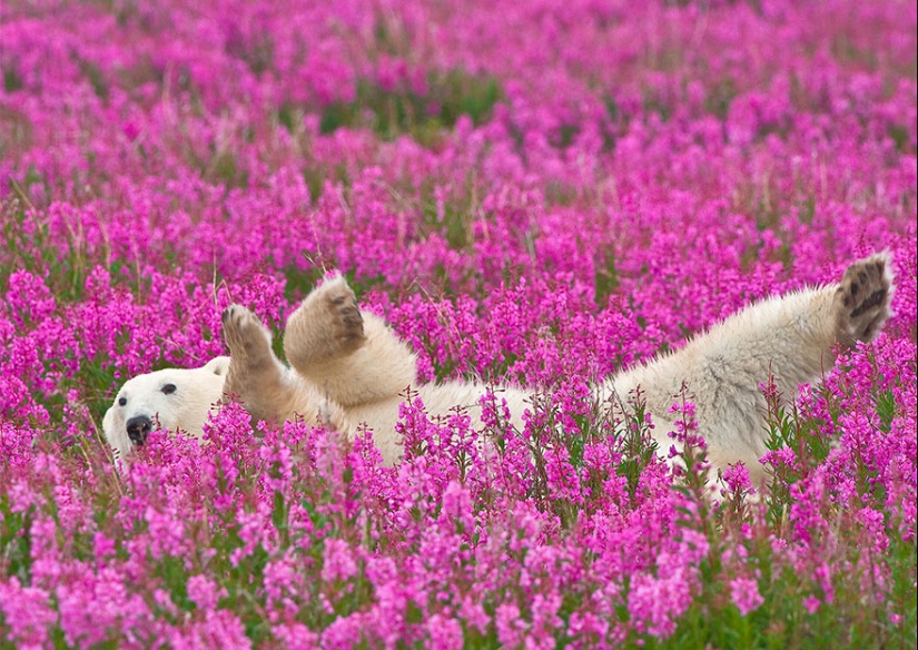 Polar bears are not in snow, but in flowers: you have not seen this yet Polar bears are not in snow, but in flowers: you have not seen this yet