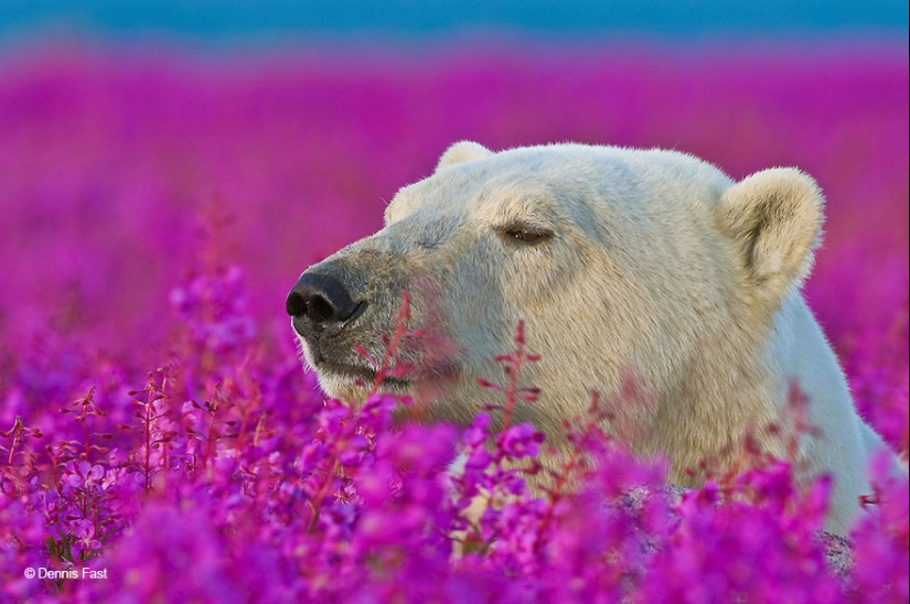 Polar bears are not in snow, but in flowers: you have not seen this yet Polar bears are not in snow, but in flowers: you have not seen this yet