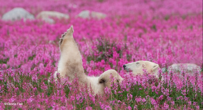 Polar bears are not in snow, but in flowers: you have not seen this yet Polar bears are not in snow, but in flowers: you have not seen this yet