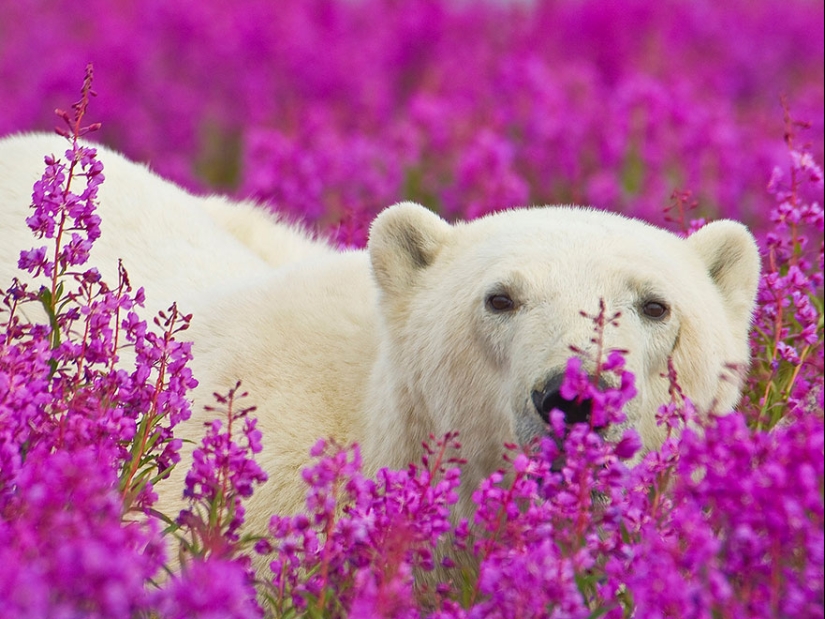 Polar bears are not in snow, but in flowers: you have not seen this yet Polar bears are not in snow, but in flowers: you have not seen this yet