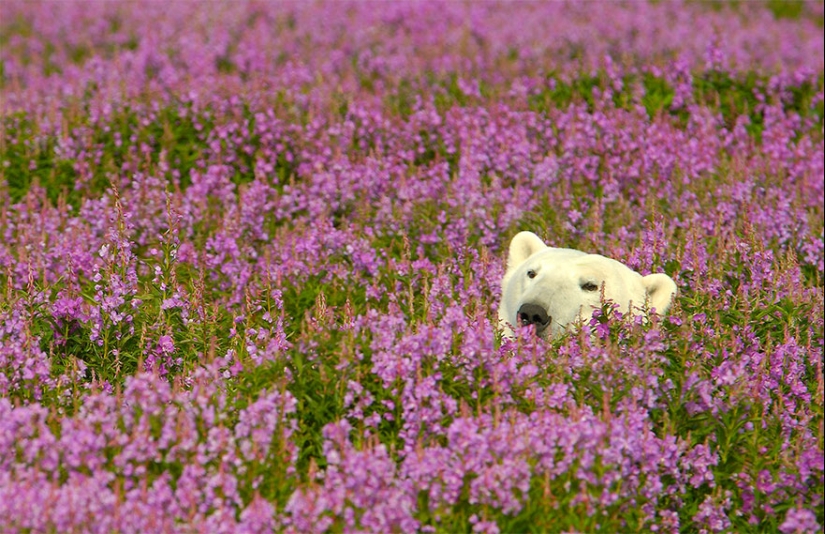 Polar bears are not in snow, but in flowers: you have not seen this yet Polar bears are not in snow, but in flowers: you have not seen this yet
