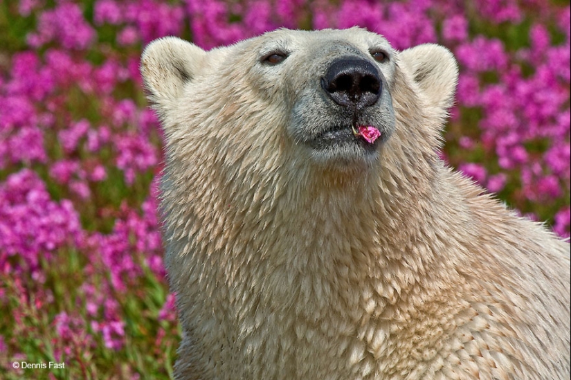 Polar bears are not in snow, but in flowers: you have not seen this yet Polar bears are not in snow, but in flowers: you have not seen this yet