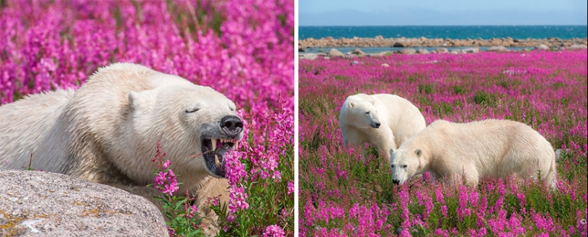 Polar bears are not in snow, but in flowers: you have not seen this yet Polar bears are not in snow, but in flowers: you have not seen this yet