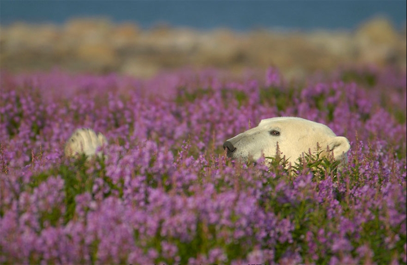 Polar bears are not in snow, but in flowers: you have not seen this yet Polar bears are not in snow, but in flowers: you have not seen this yet