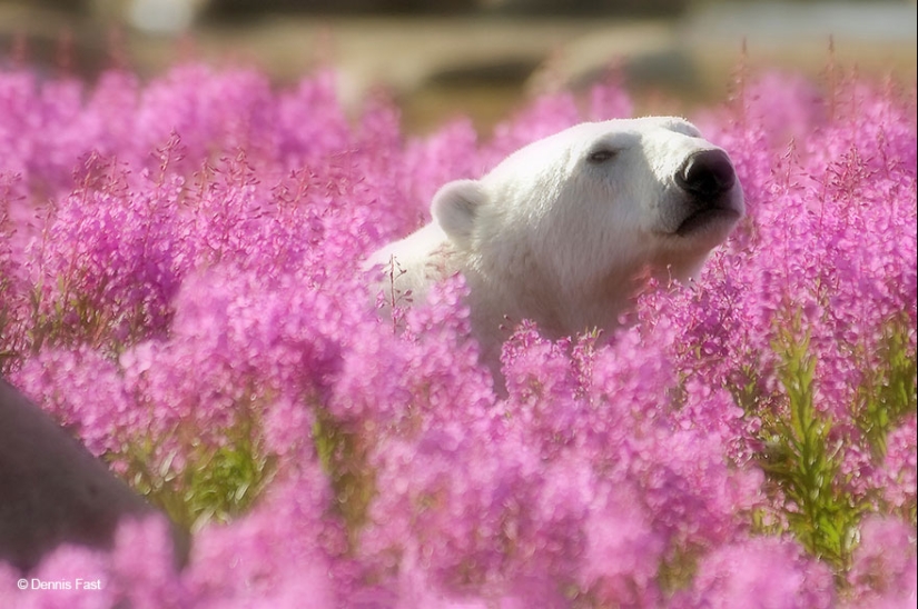 Polar bears are not in snow, but in flowers: you have not seen this yet Polar bears are not in snow, but in flowers: you have not seen this yet