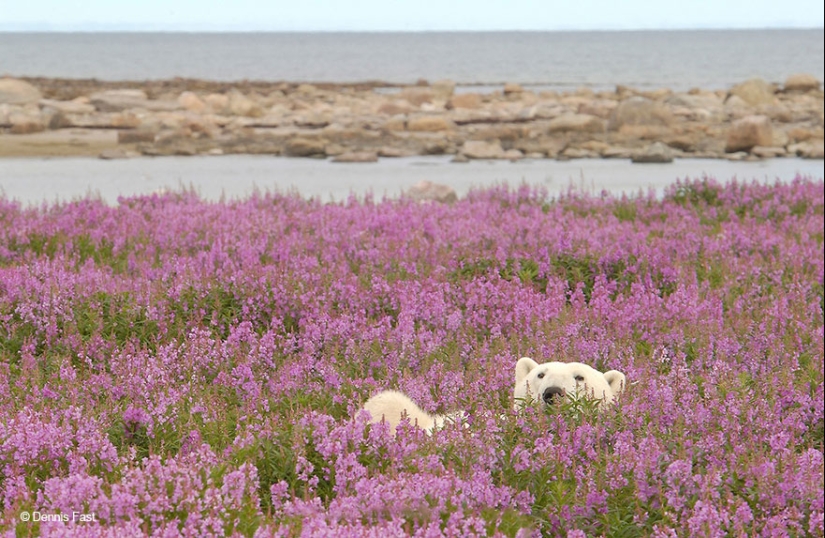 Polar bears are not in snow, but in flowers: you have not seen this yet Polar bears are not in snow, but in flowers: you have not seen this yet