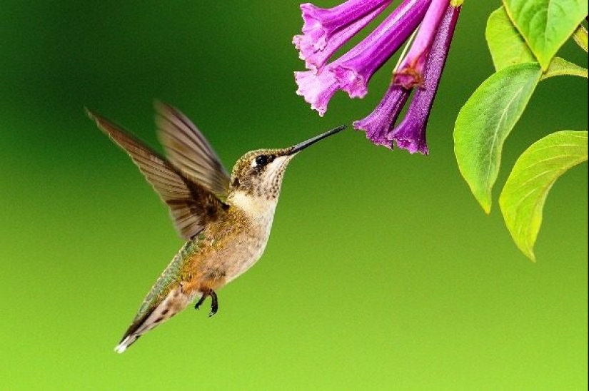 Ponte a prueba: preguntas interesantes acerca de los animales con respuestas