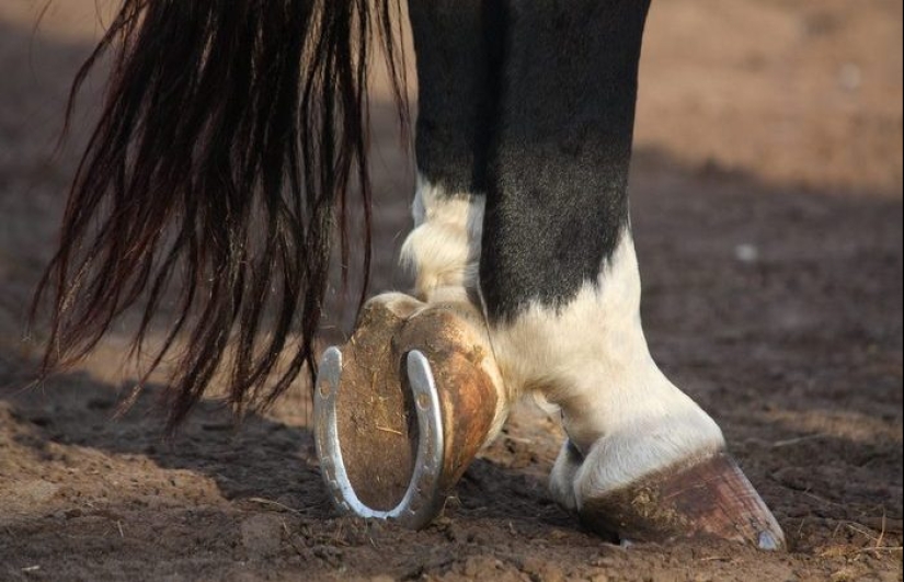 ¿Por qué el hombre empezó a herrar caballos?