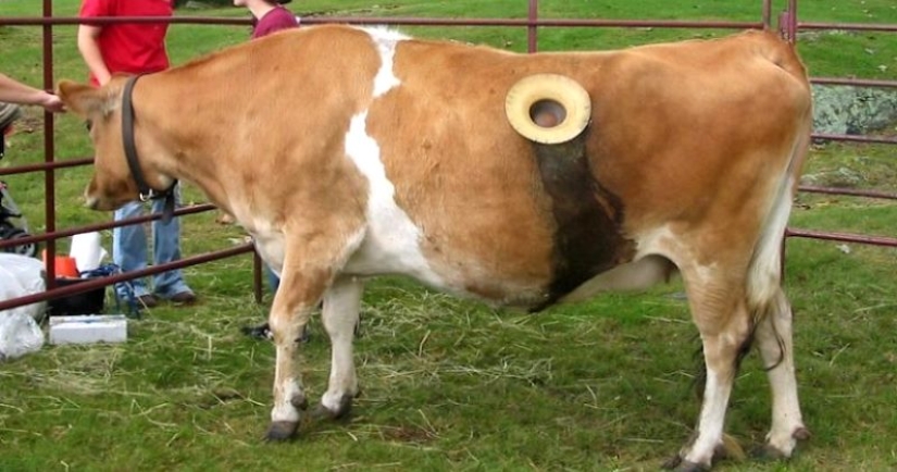 Por qué las vacas hacen agujeros en los costados Por qué las vacas hacen agujeros en los costados