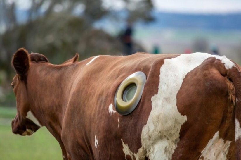 Por qué las vacas hacen agujeros en los costados Por qué las vacas hacen agujeros en los costados