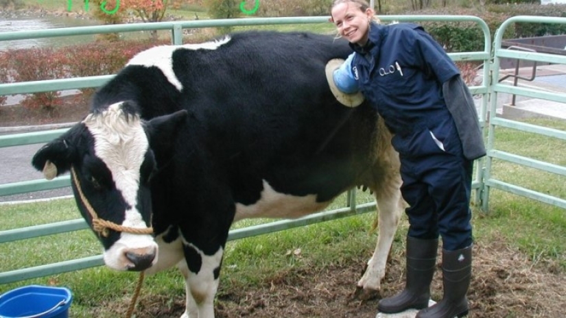Por qué las vacas hacen agujeros en los costados Por qué las vacas hacen agujeros en los costados