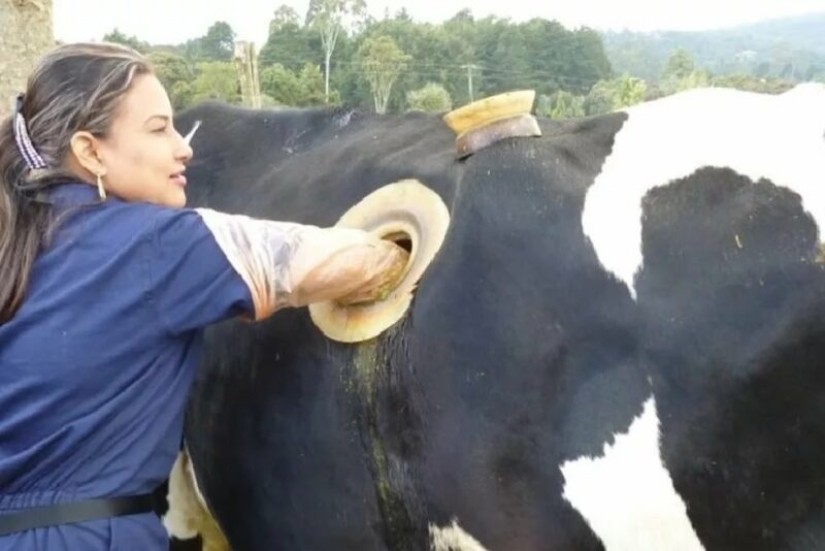 Por qué las vacas hacen agujeros en los costados Por qué las vacas hacen agujeros en los costados