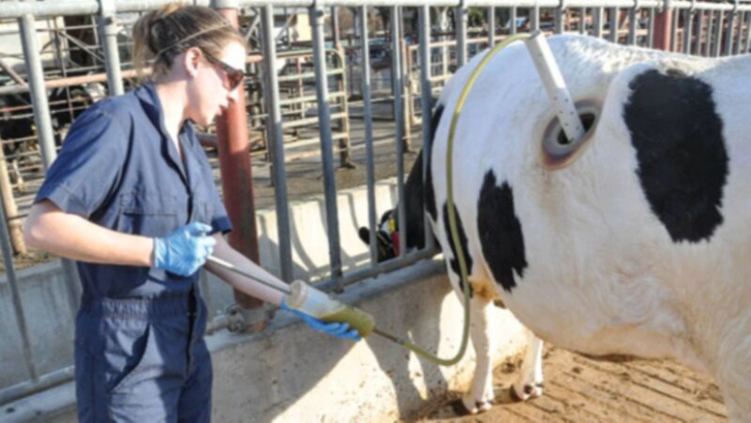 Por qué las vacas hacen agujeros en los costados Por qué las vacas hacen agujeros en los costados