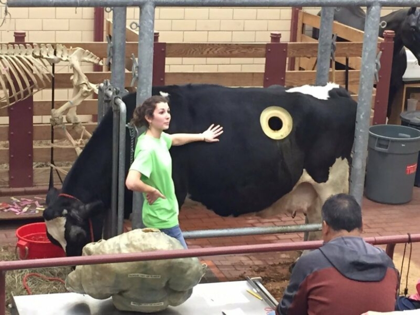 Por qué las vacas hacen agujeros en los costados Por qué las vacas hacen agujeros en los costados