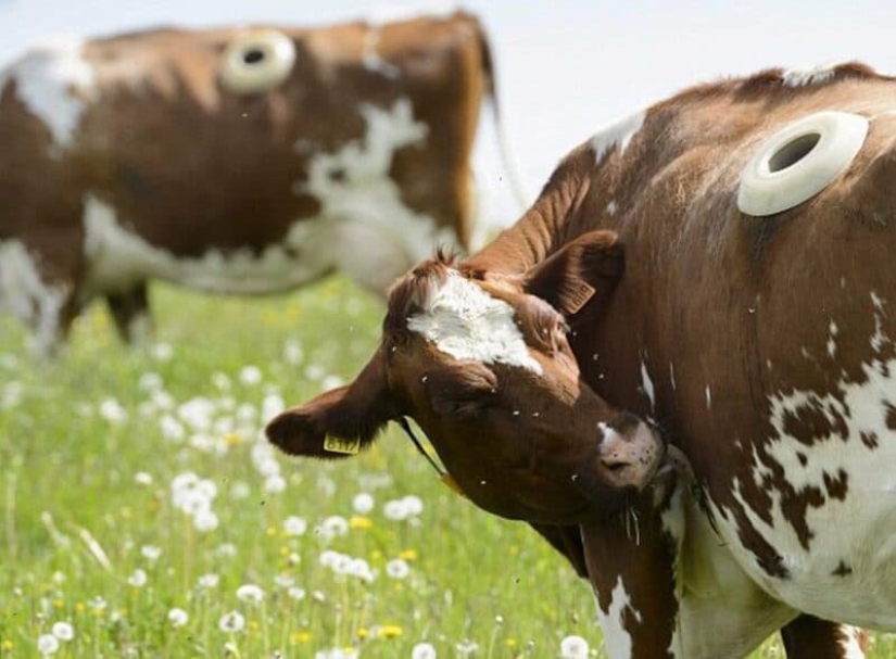 Por qué las vacas hacen agujeros en los costados Por qué las vacas hacen agujeros en los costados
