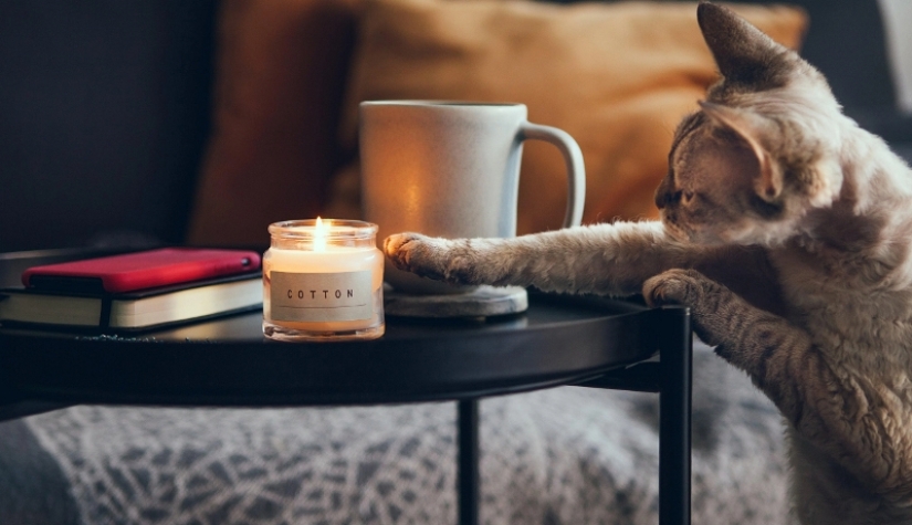 ¿Por qué los gatos arrojan objetos de la mesa? ¿Vale la pena luchar contra ello? ¿Por qué los gatos arrojan objetos de la mesa? ¿Vale la pena luchar contra ello?