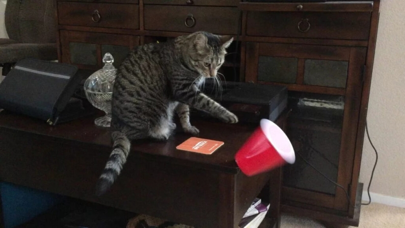 ¿Por qué los gatos arrojan objetos de la mesa? ¿Vale la pena luchar contra ello? ¿Por qué los gatos arrojan objetos de la mesa? ¿Vale la pena luchar contra ello?
