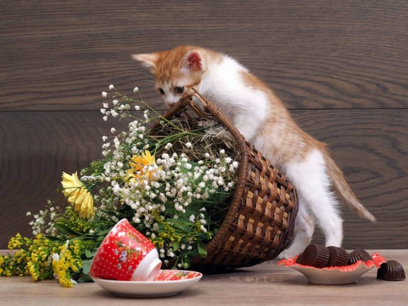 ¿Por qué los gatos arrojan objetos de la mesa? ¿Vale la pena luchar contra ello? ¿Por qué los gatos arrojan objetos de la mesa? ¿Vale la pena luchar contra ello?