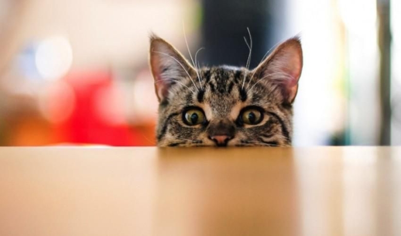 ¿Por qué los gatos arrojan objetos de la mesa? ¿Vale la pena luchar contra ello? ¿Por qué los gatos arrojan objetos de la mesa? ¿Vale la pena luchar contra ello?