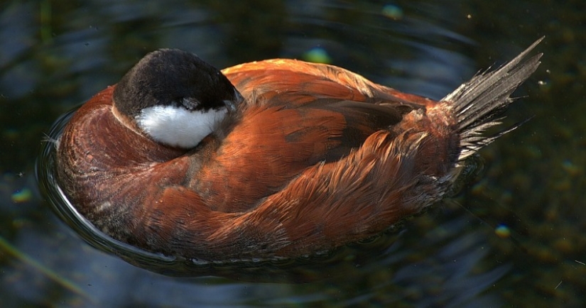 ¿Por qué los pájaros esconden sus picos bajo sus alas? ¿Por qué los pájaros esconden sus picos bajo sus alas?