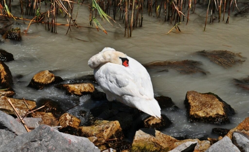 ¿Por qué los pájaros esconden sus picos bajo sus alas? ¿Por qué los pájaros esconden sus picos bajo sus alas?